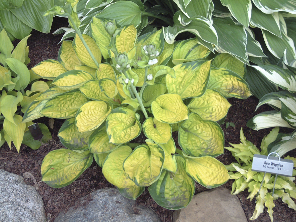Golden foliage of Rainforest Sunrise Small Hosta Plants for sale near me in Lebanon PA.