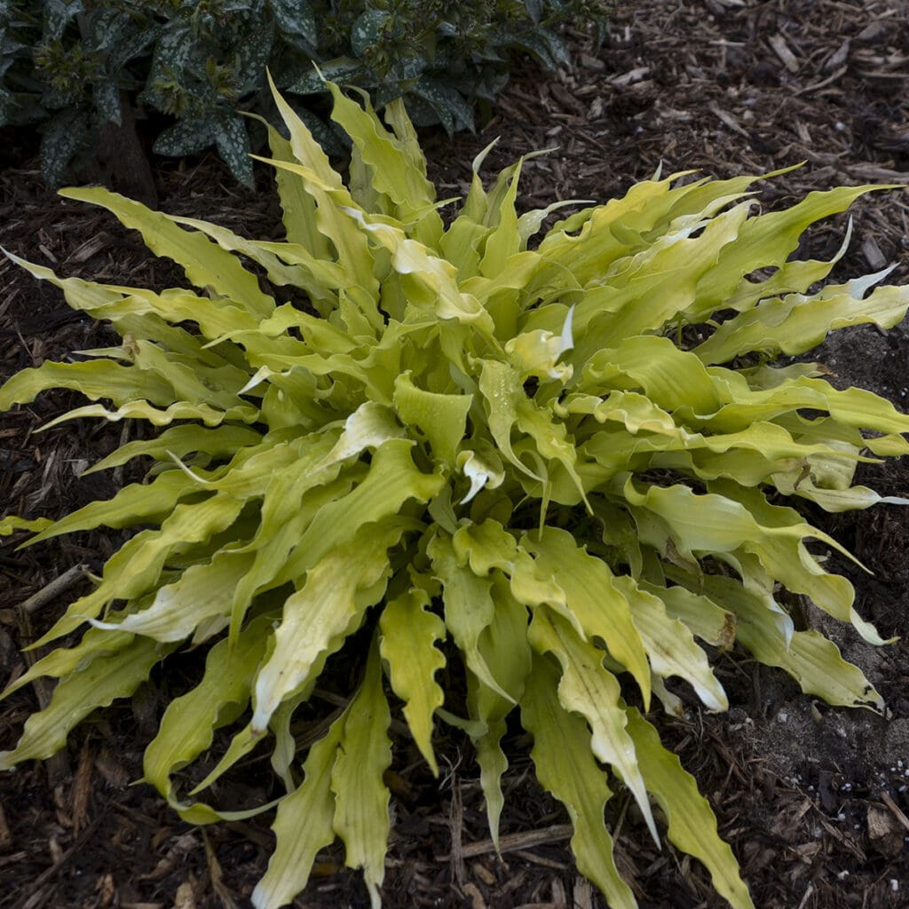 Wavy golden foliage of Wiggles and Squiggles Small Hosta Plants for sale near me in Lebanon PA.