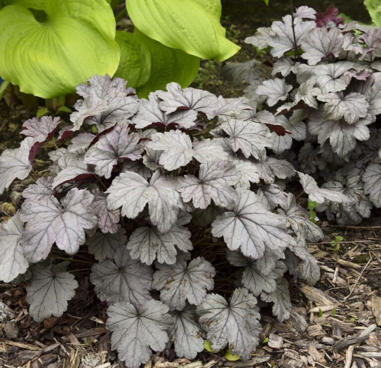 Smoke and Mirrors Coral Bells
