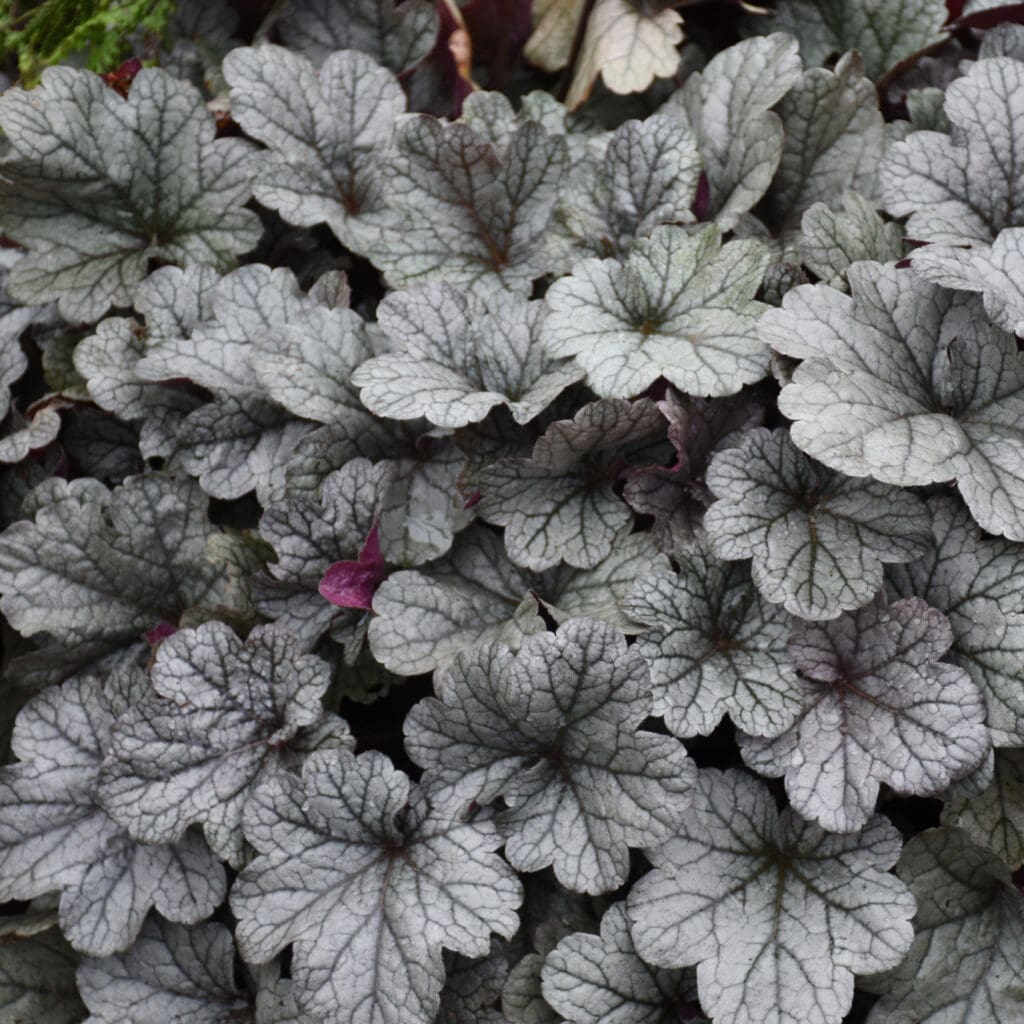 Smoke and Mirrors Coral Bells Perennial Plant - Nolt's Garden Center