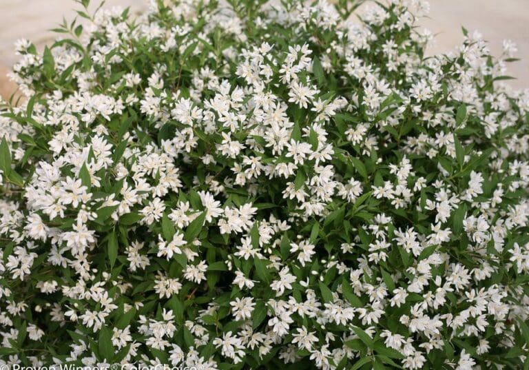 Deutzia Yuki Snowflake Plant