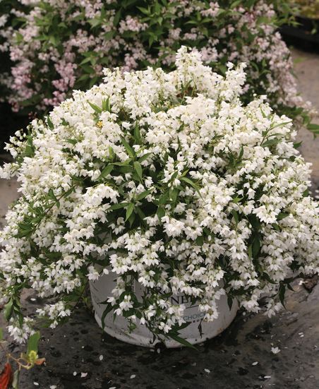Yuki Snowflake Deutzia Plant for sale near me in Lebanon PA.