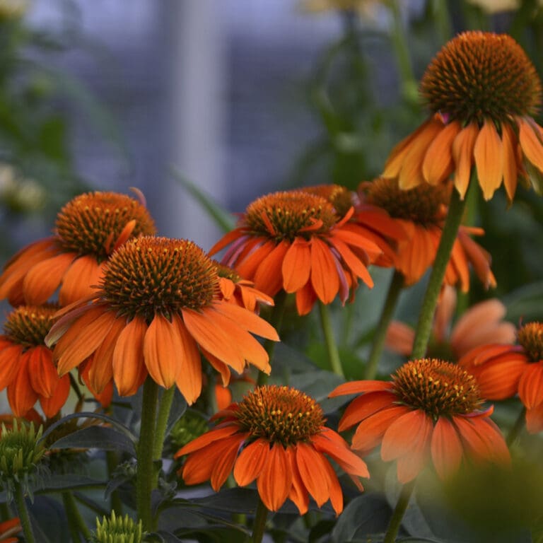 Sombrero Adobe Orange Coneflower Plant