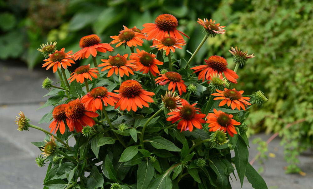 Bright orange flowers of Sombrero Adobe Orange Coneflower Perennial Plants for sale near me in Lebanon PA.
