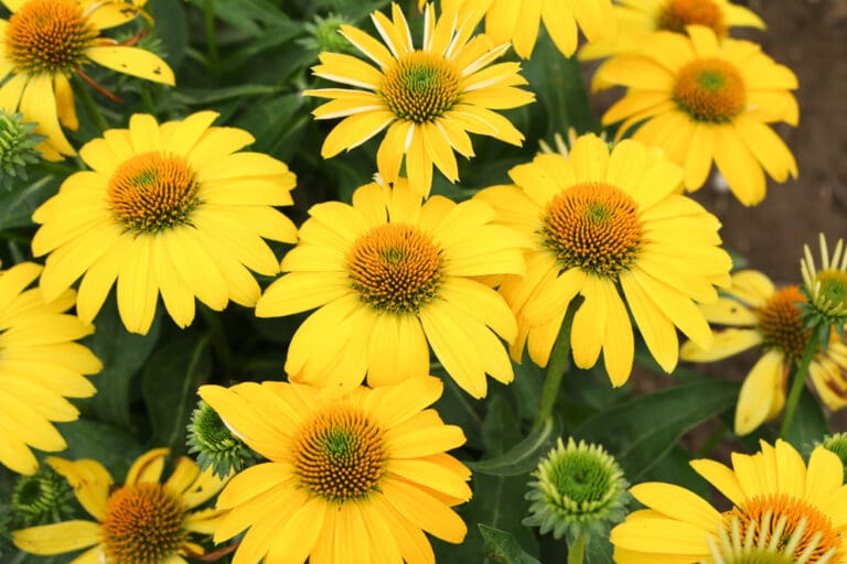 Sombrero Lemon Yellow Coneflower Plant