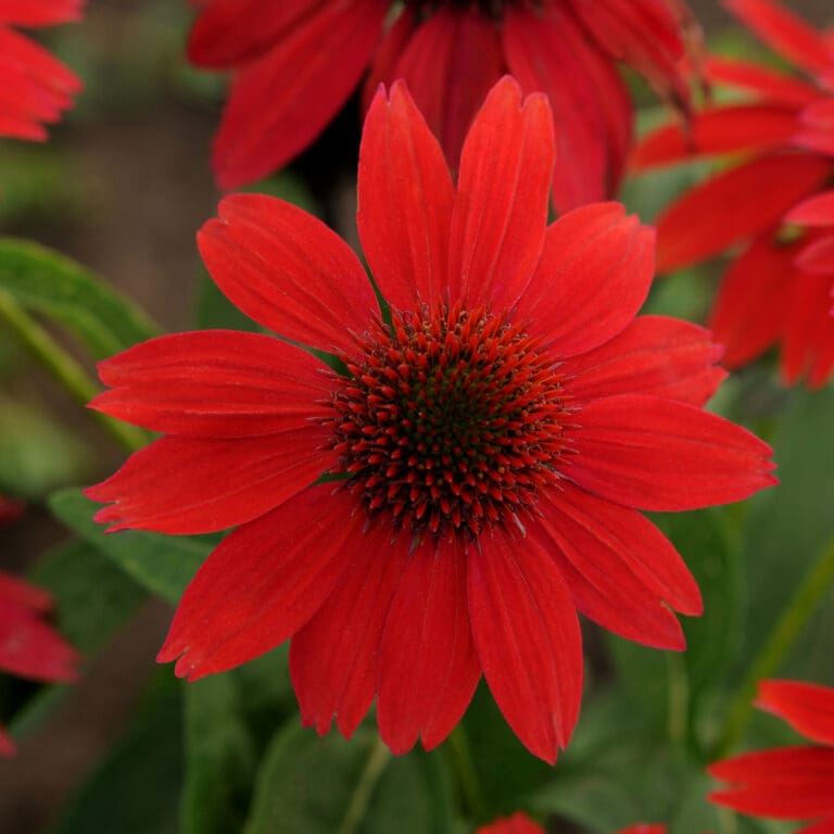Sombrero Salsa Red Coneflower plants