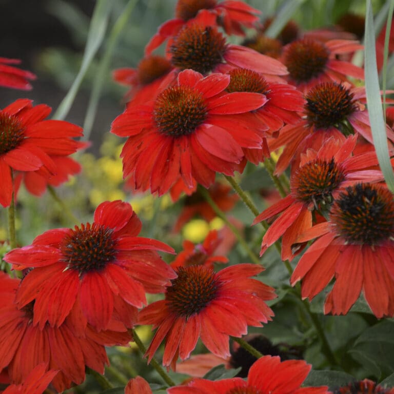 Sombrero Salsa Red Coneflower plants