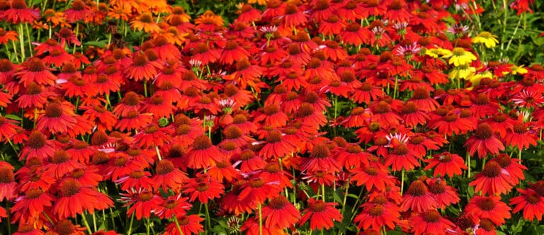 Sombrero Salsa Red Coneflower plants