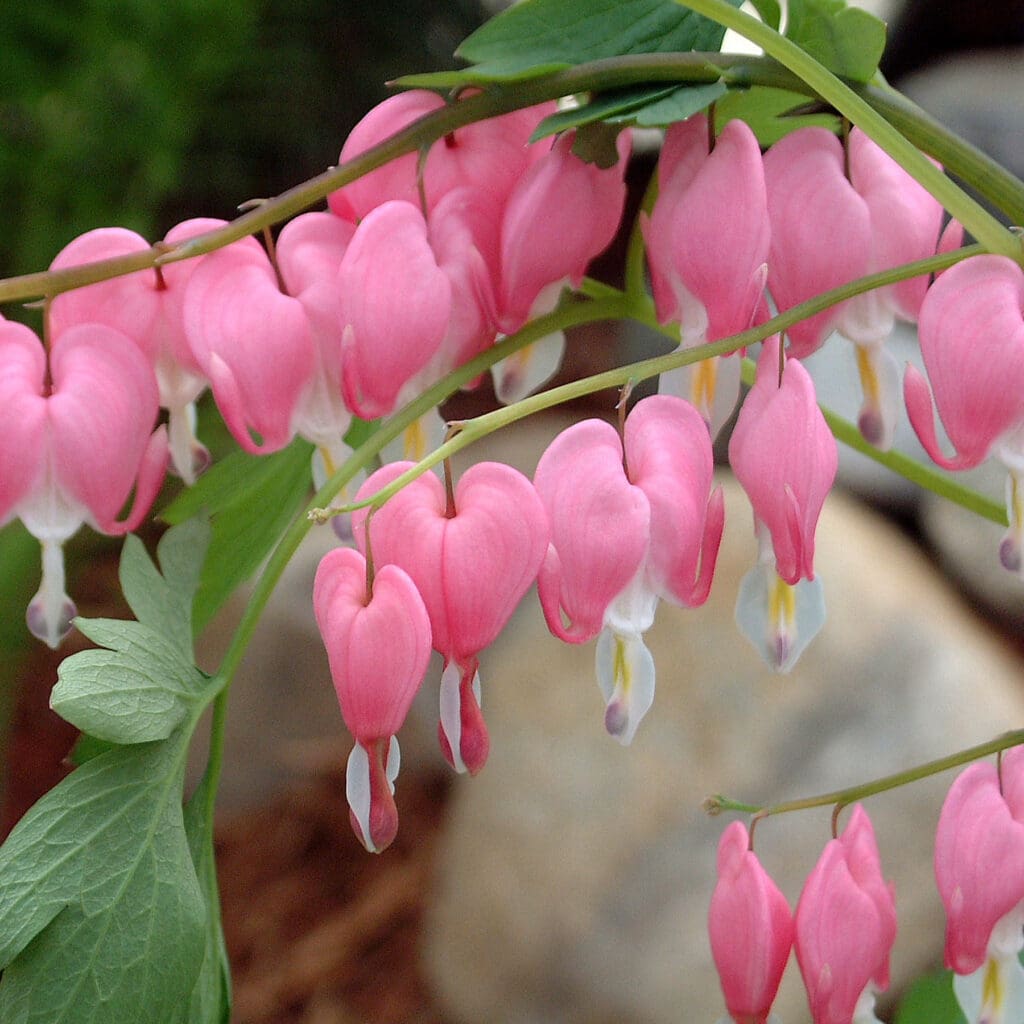 Pink heart-shape flowers of Bleeding Heart Perennial Plants for sale near me in Lebanon PA.