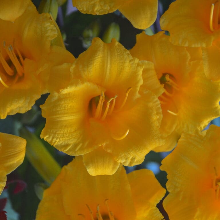 Stella D'oro Daylily