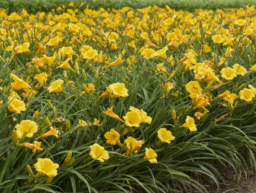 Golden-orange flowers of Stella d'oro Daylily Plants for sale near me in Lebanon PA.