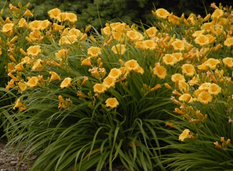 Stella de Oro Daylily