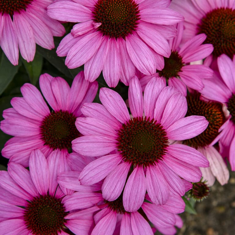 The Fuchsia is Bright Coneflower