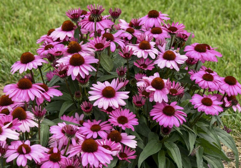 The Fuchsia is Bright Coneflower