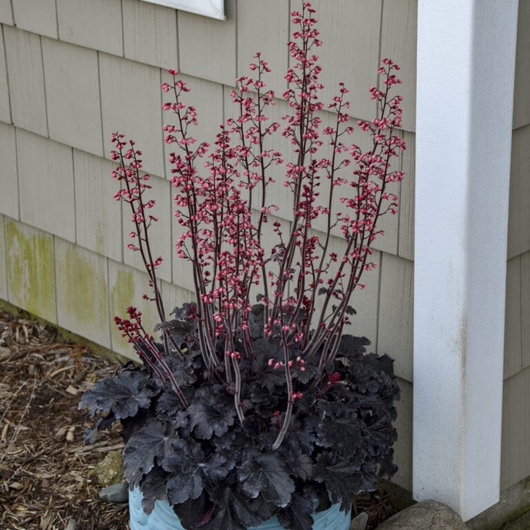 Timeless Night Coral Bells