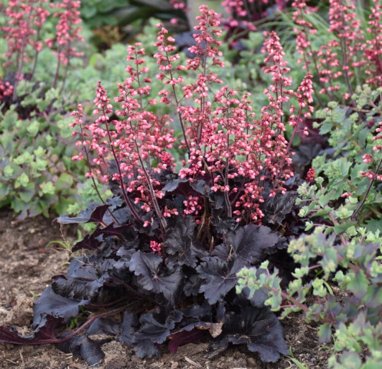 Timeless Night Coral Bells