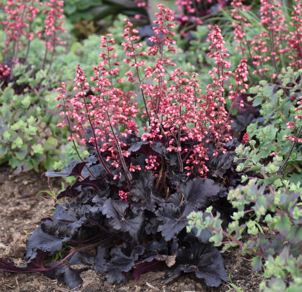 Black foliage of Timeless Night Coral Bells Plants for sale near me in Lebanon PA.