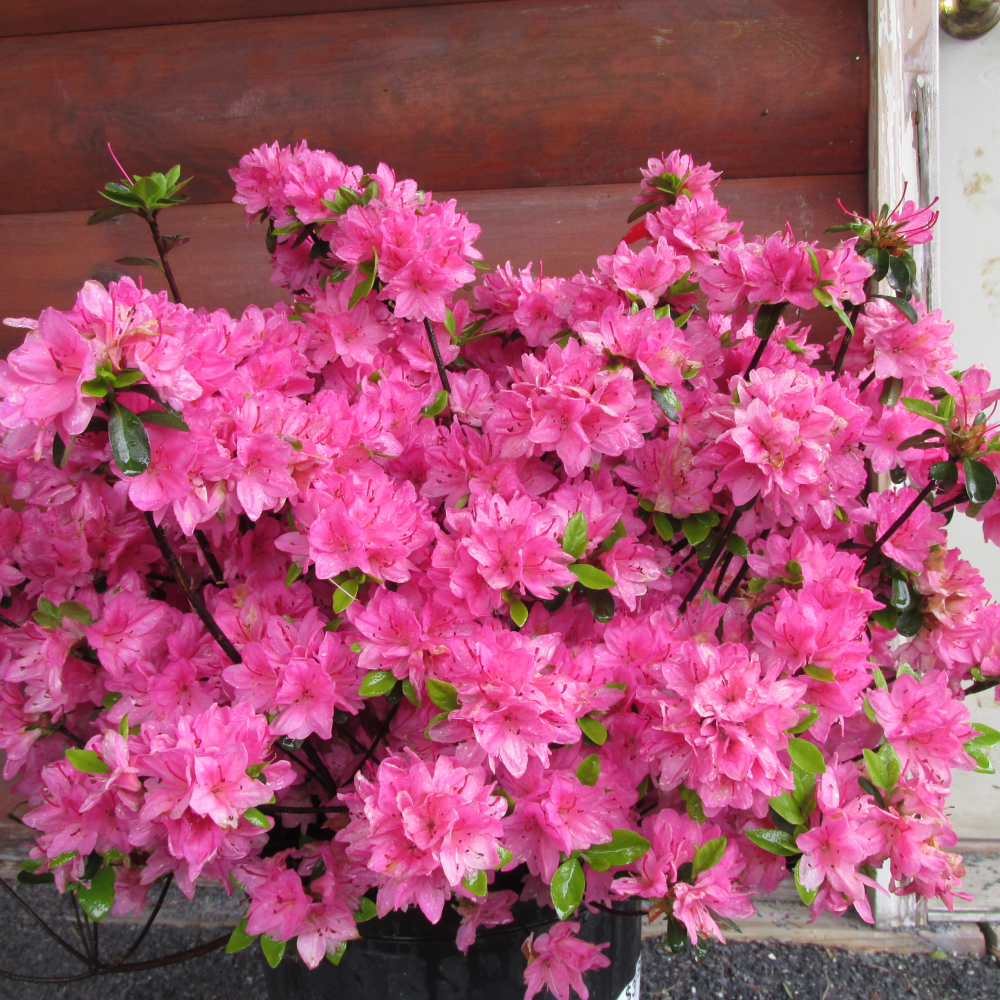 Flowers of a Tradition Pink Azalea Plant for sale near me in Lebanon PA.