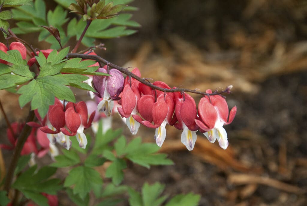 Red heart-shape flowers of Bleeding Heart Perennial Plants for sale near me in Lebanon PA.