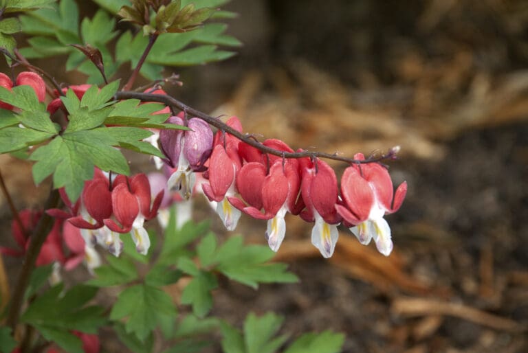 Valentine Red Bleeding Heart