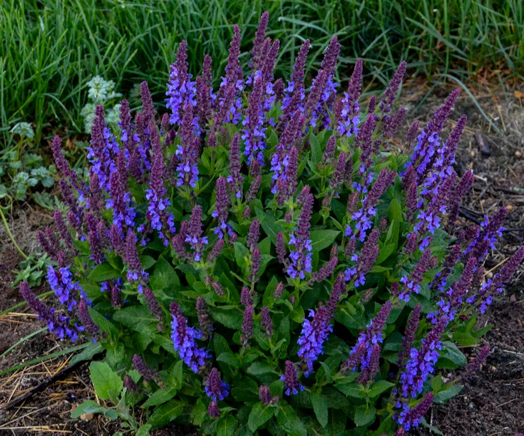 Violet-blue flowers of Violet Profusion Salvia Plants for sale near me in Lebanon PA.