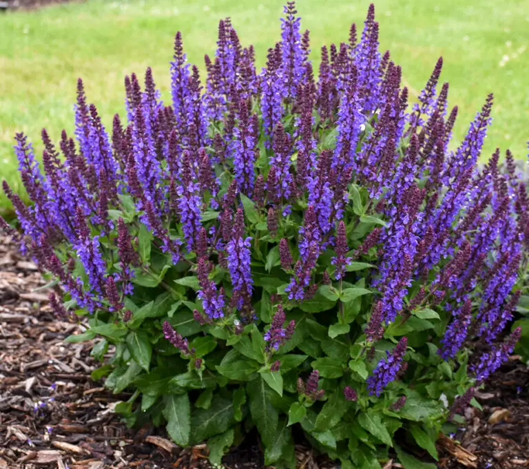 Violet Profusion Salvia