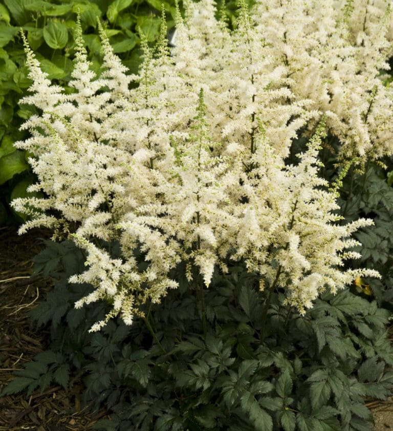 Vision in White Astilbe Plant