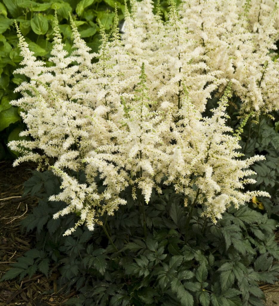 White flowering Astilbe Visions in White Perennial Plant for sale near me in Lebanon PA.