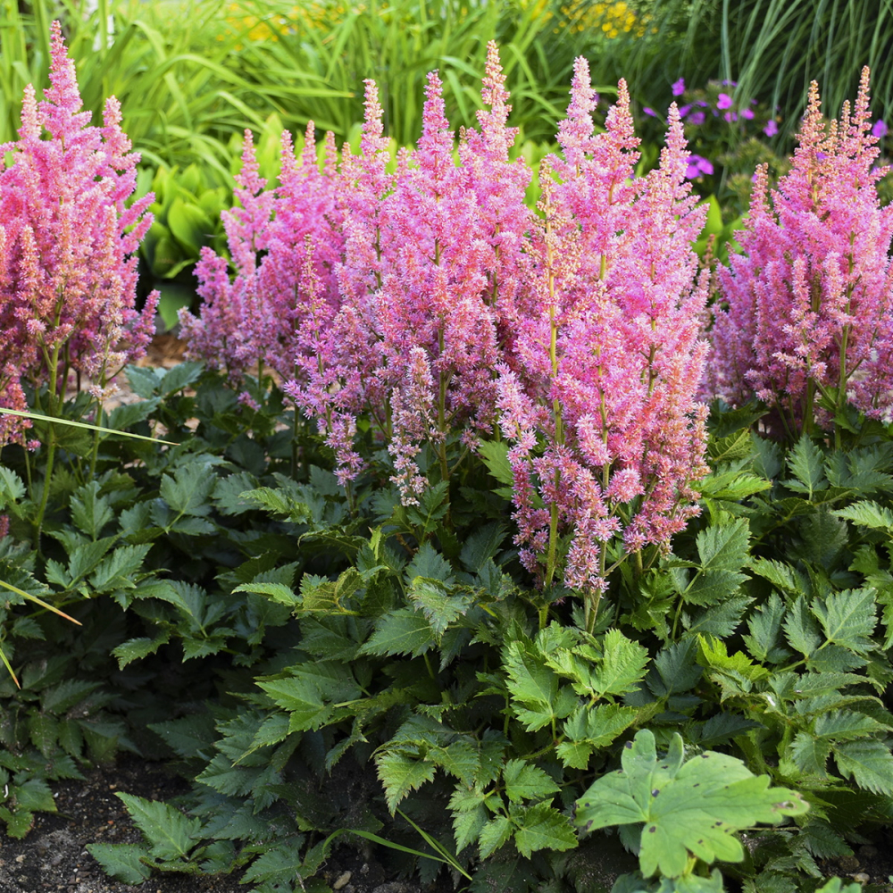 Light pink flowering Astilbe Visions in Pink Perennial Plant for sale near me in Lebanon PA.