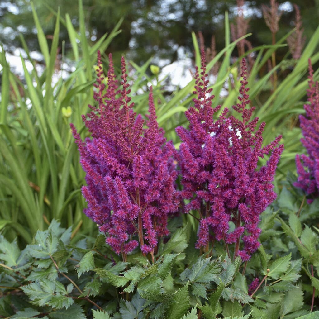 Purple flowering Astilbe Visions in Red Perennial Plant for sale near me in Lebanon PA.