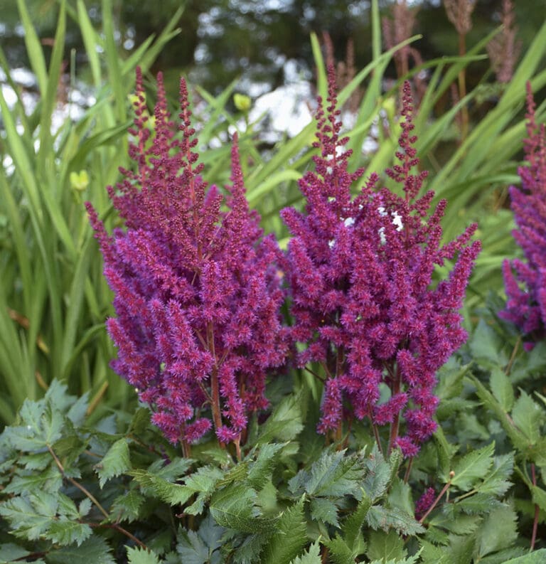 Visions in Red Astilbe Plant