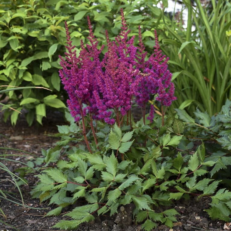Visions in Red Astilbe Plant