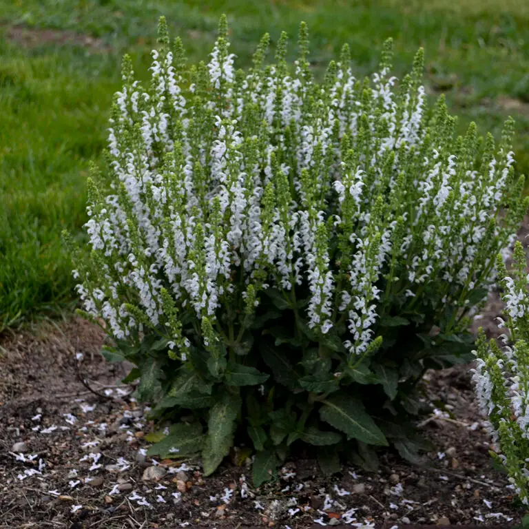 White Profusion Salvia