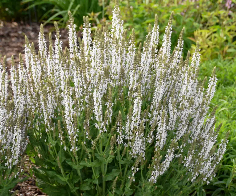 White Profusion Salvia