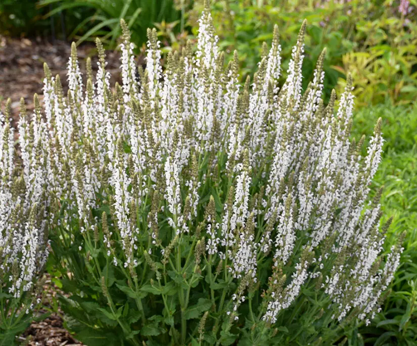 Pure White flowers of White Profusion Salvia Plants for sale near me in Lebanon PA.