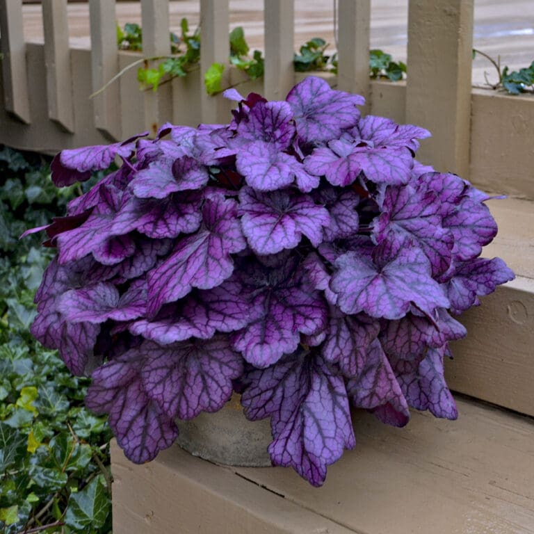 Wild Rose Coral Bells plant