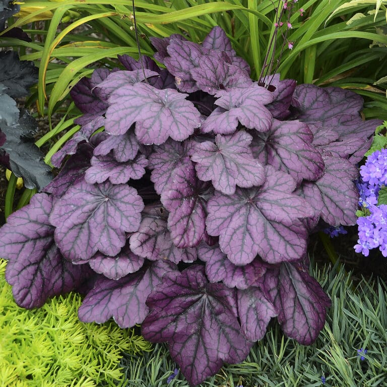 Wild Rose Coral Bells plant