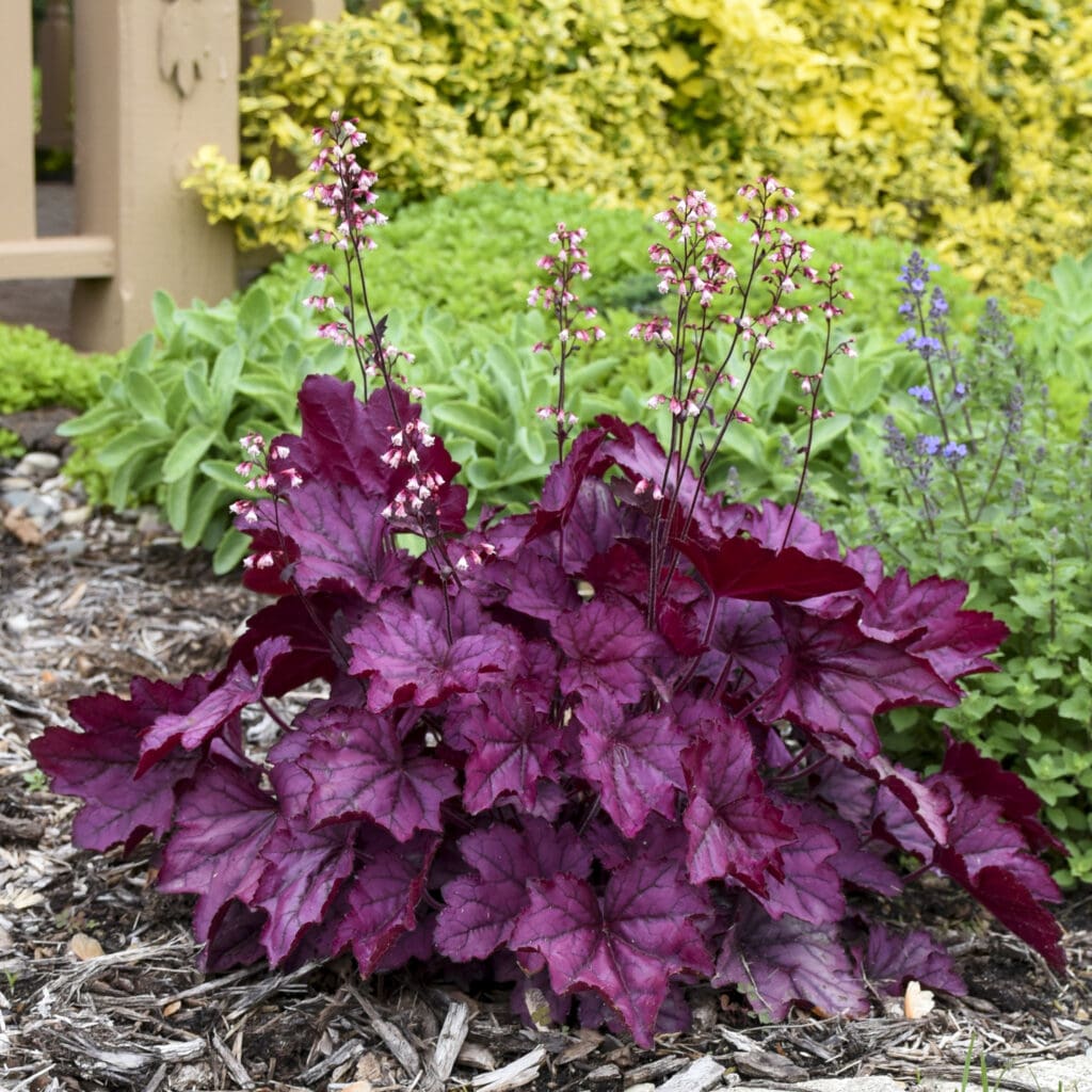 Rose-purple foliage of Wild Rose coral Bells Plants for sale near me in Lebanon PA.