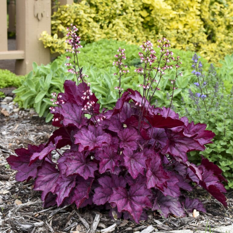 Wild Rose Coral Bells plant