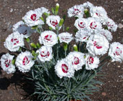 Coconut Surprise Dianthus