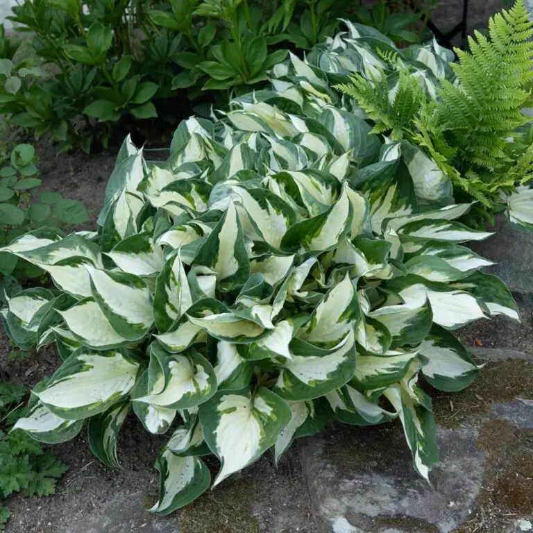 Fire and Ice Medium Hosta