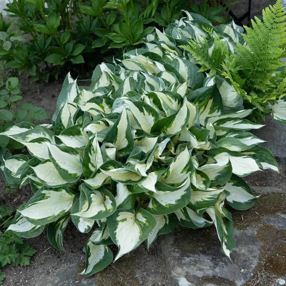 White and green foliage of Fire and Ice Medium Hosta Plants for sale near me in Lebanon PA.