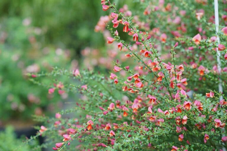 Sister Rosie Scotch Broom
