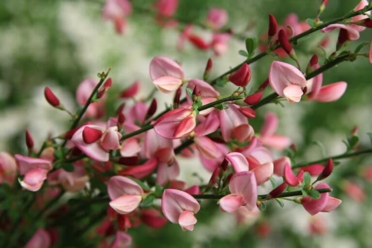 Sister Rosie Scotch Broom Plant