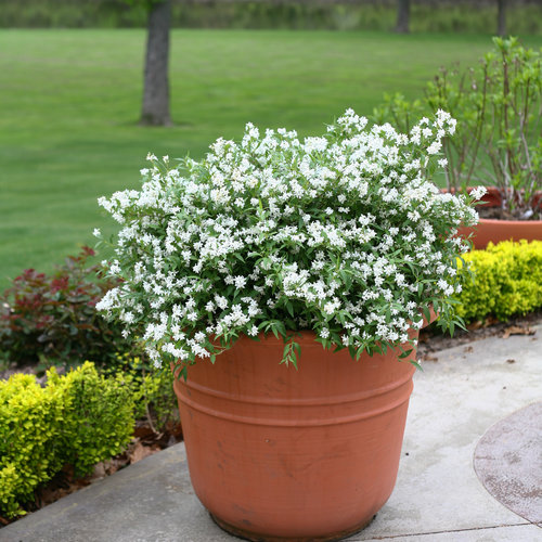 yuki_snowflake_deutzia-9477