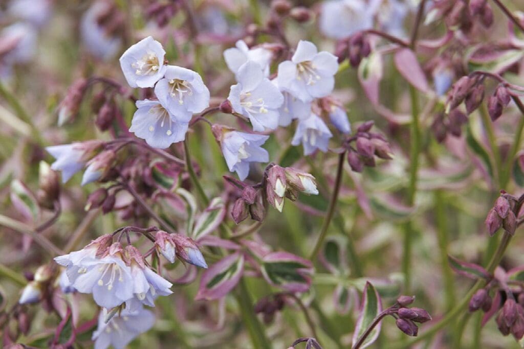 Flowers of Stairway to Heaven Jacob's Ladder plant for sale in Lebanon PA
