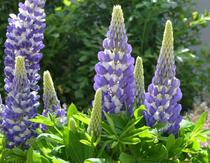 Lupine Mini Gallery Blue Bicolor