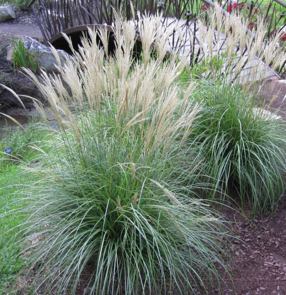 Adagio Ornamental Grass Plants for sale