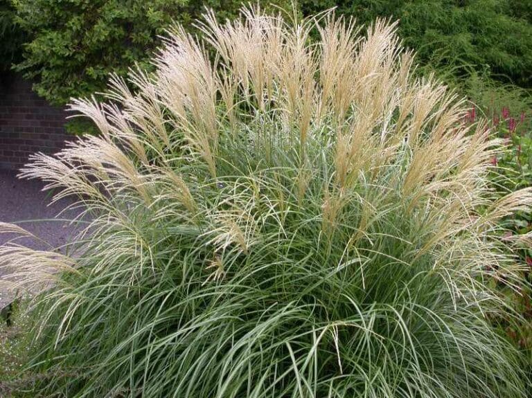 Adagio Maiden Grass