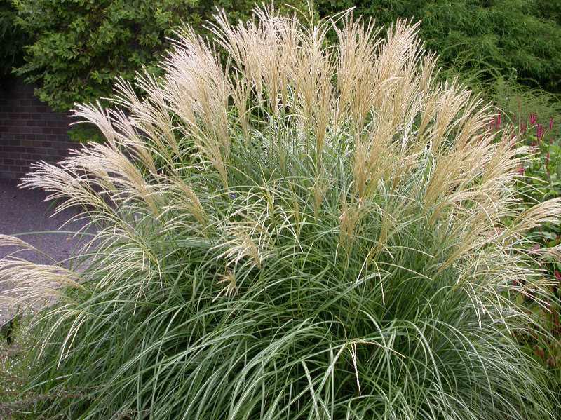 tan plumes of Adagio Maiden Grass plant for sale in Lebanon PA